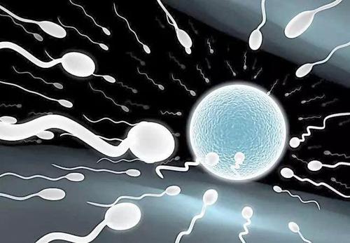 贝安：这些食物可提高精子质量