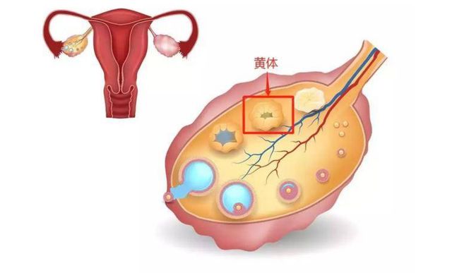 贝安健康：黄体功能不全会导致子宫内膜薄?