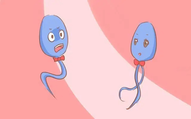 贝安健康：什么是精子顶体酶?