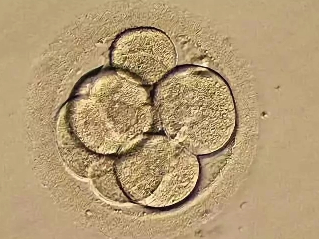 贝安健康：解冻胚胎移植为什么要做辅助孵化呢？