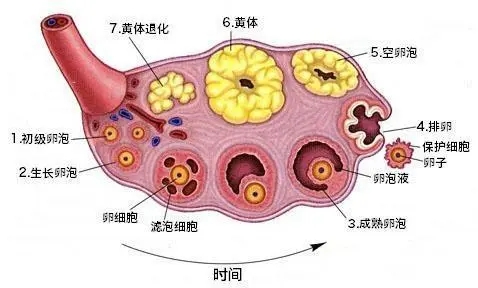 贝安健康：黄体酮和黄体素有何区别?