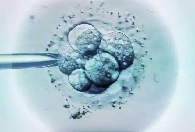贝安健康：形成胚胎后实验室里的“异常事件”