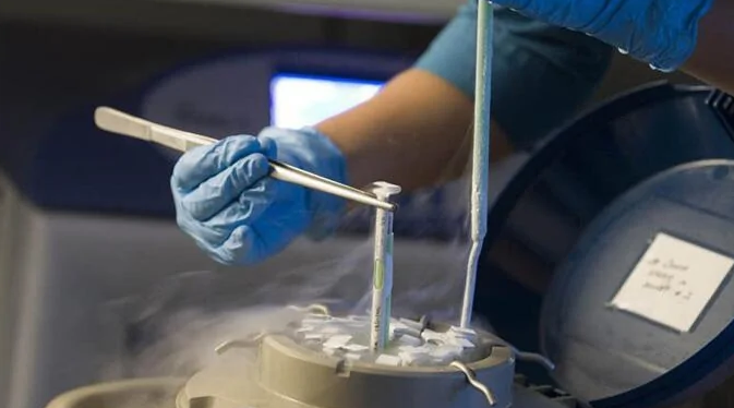 贝安健康：试管婴儿胚胎冷冻期限是多长?
